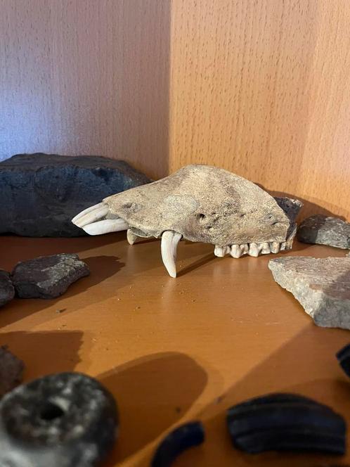 Middeleeuwse varkensschedel, Dieren en Toebehoren, Reptielen en Amfibieën, Overige soorten