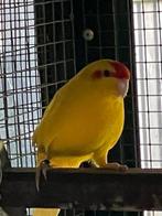 Mooie gele kakariki man, Dieren en Toebehoren, Vogels | Parkieten en Papegaaien, Mannelijk, Parkiet, Geringd