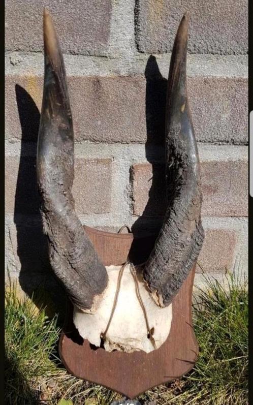 Prachtige Bosbok schedel op schild ! Afrika hoorns hert kop, Verzamelen, Dierenverzamelingen, Zo goed als nieuw, Schedel, Hert