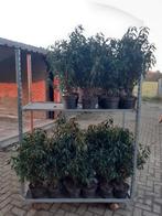 Portugese laurier, Ophalen, Laurier, Struik, Minder dan 100 cm