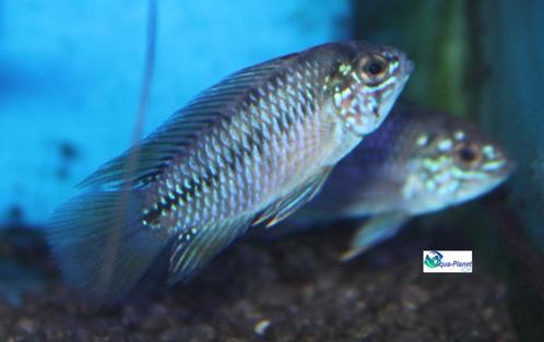 Apistogramma sp. opal, Dieren en Toebehoren, Vissen | Aquariumvissen, Zoetwatervis, Vis