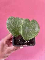Hoya kerrii ‘Splash’ Bladstek met Steel, Verzenden, Overige soorten, Minder dan 100 cm