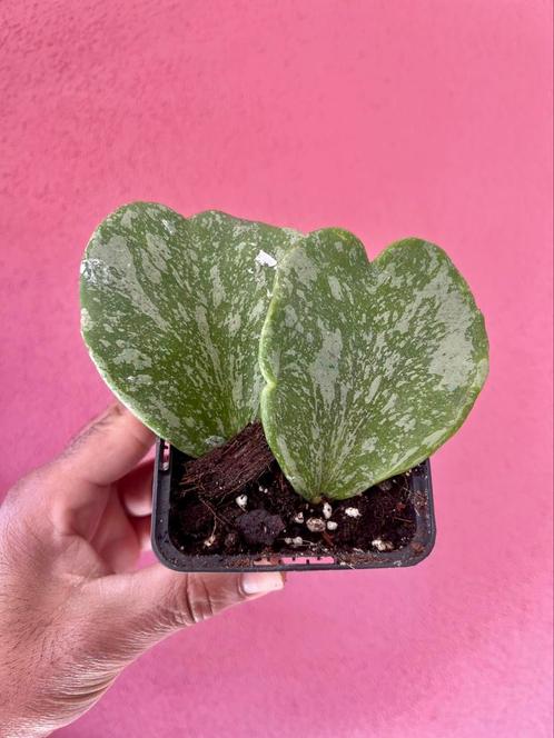 Hoya kerrii ‘Splash’ Bladstek met Steel, Huis en Inrichting, Kamerplanten, Overige soorten, Minder dan 100 cm, Verzenden