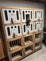 Spaans duivenhok, Dieren en Toebehoren, Vogels | Duiven, Meerdere dieren, Postduif