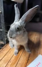 Raszuivere Duitse Reuzen m/v, Dieren en Toebehoren, Konijnen, Meerdere dieren, Groot, 0 tot 2 jaar