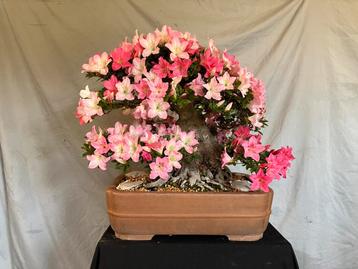 Bonsai azalea beschikbaar voor biedingen