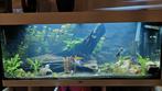 Juwel Aquarium Rio 240 wit, Ophalen, Leeg aquarium