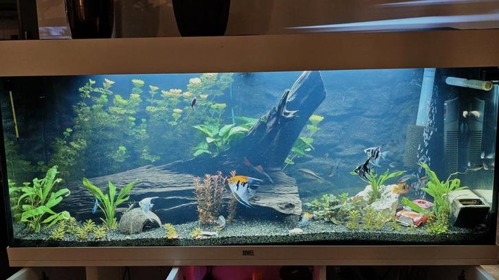 Juwel Aquarium Rio 240 wit, Dieren en Toebehoren, Vissen | Aquaria en Toebehoren, Leeg aquarium, Ophalen