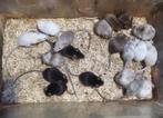Mix Kleur Muizen, Dieren en Toebehoren, Knaagdieren, Juli, Mannelijk, Muis
