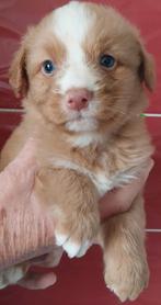 Nova Scotia Duck Tolling Retriever pups, Fokker | Hobbymatig, 8 tot 15 weken, Buitenland, Labrador retriever