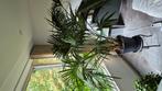 Palm, Ophalen, Halfschaduw