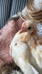 Lief Hollandse krielhaantje, Dieren en Toebehoren, Pluimvee, Mannelijk, Kip