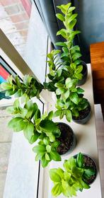 Prachtige Jonge ‘Ficus Ginseng’, In Pot, zie omschrijving, Ficus, In pot, Minder dan 100 cm, Groene kamerplant