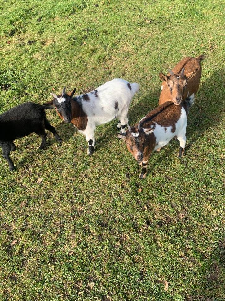Dwerggeiten, Dieren en Toebehoren, Schapen, Geiten en Varkens, Geit, Meerdere dieren