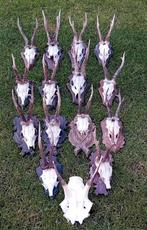 Collectie ree geweien en een damhert, Ophalen of Verzenden