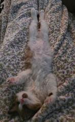 K., Dieren en Toebehoren, Katten en Kittens | Dekkaters