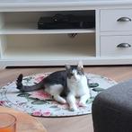 Goed te huis gezocht voor deze lieve kater., Dieren en Toebehoren, Kater, Kortharig, 0 tot 2 jaar