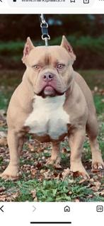 Prachtige american Bully’s pocket, Dieren en Toebehoren, België, Particulier, 8 tot 15 weken, Bulldog