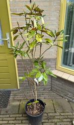 Heester - Magnolia Grandiflora, Tuin en Terras, Ophalen, Overige soorten, Struik, 100 tot 250 cm
