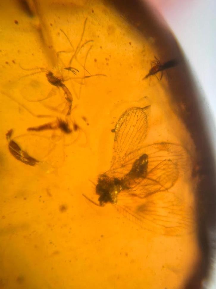 Birmees Amber (P) met insluiting van Diptera muskiet en onbe, Verzamelen, Mineralen en Fossielen, Fossiel, Verzenden