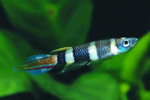 Hobbyaquarium Epiplatys annulatus / ringbandsnoekje, Dieren en Toebehoren, Vissen | Aquariumvissen, Zoetwatervis, Vis, Schoolvis