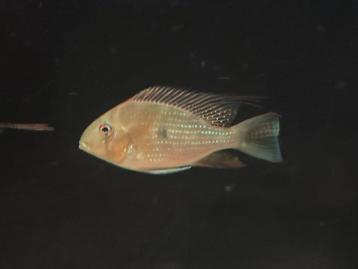 Acarichthys heckelii 3 stuks beschikbaar voor biedingen