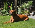 Nest aankondiging Rhodesian Ridgeback kennel Majaliwa, HCC (leverziekte), Overige rassen, 8 tot 15 weken, Meerdere