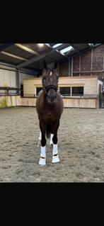 Pensionstal gezocht, Dieren en Toebehoren, Stalling en Weidegang