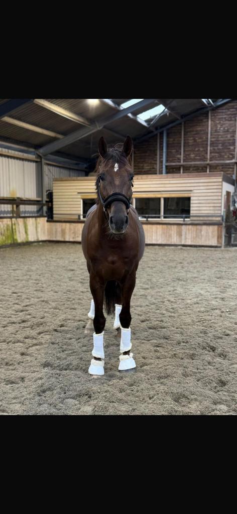 Pensionstal gezocht, Dieren en Toebehoren, Stalling en Weidegang