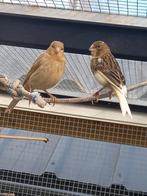 Jonge bruin geel gekleurde kanaries, Dieren en Toebehoren, Vogels | Kanaries, Meerdere dieren, Kleurkanarie