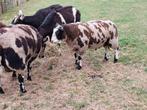 Beste bonte ram te koop, Mannelijk, Schaap