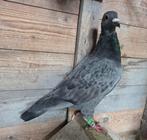 Jonge Schali, Dieren en Toebehoren, Vogels | Duiven, Geslacht onbekend, Postduif
