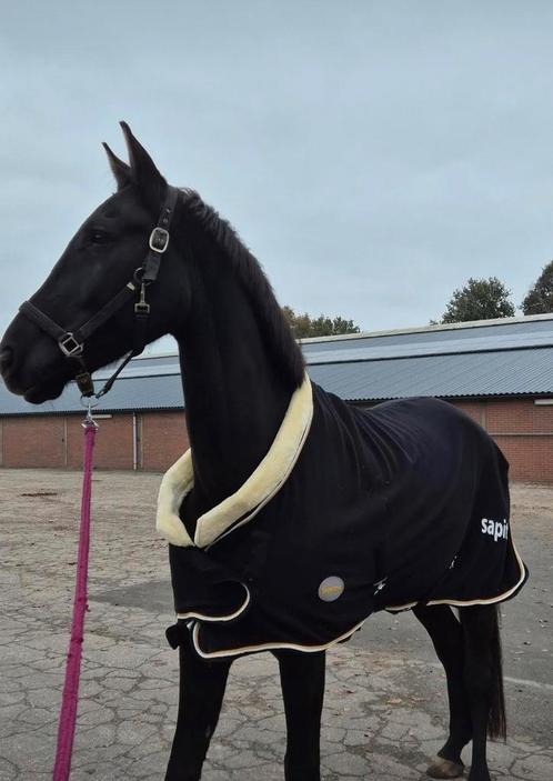 Weidemaatje zwarte 7 jarige ruin, Dieren en Toebehoren, Paarden