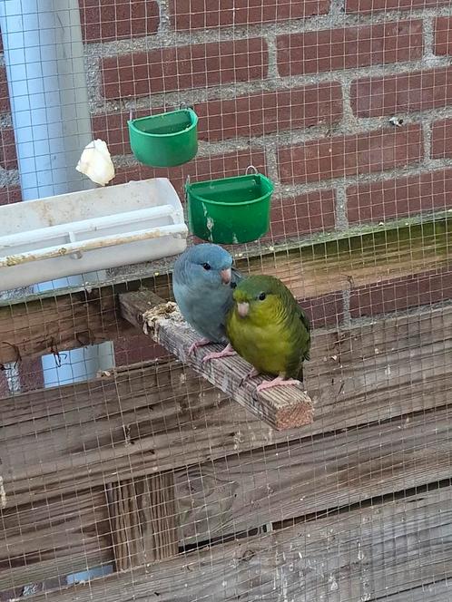 Catharina parkieten, Dieren en Toebehoren, Vogels | Parkieten en Papegaaien, Parkiet, Meerdere dieren, Tam