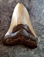 MEGALODON TAND USA	137	gr	11.1x8x2	cm, Ophalen of Verzenden, Fossiel
