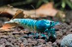Bleu bolt Garnalen, Kreeft, Krab of Garnaal