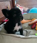 🥰 super leuke en lieve fluffy franse bulldog pup reu  🥰, Reu, CDV (hondenziekte), 8 tot 15 weken, Bulldog