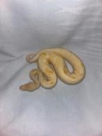 Ball python, Dieren en Toebehoren, Reptielen en Amfibieën, Slang, 0 tot 2 jaar