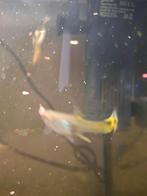 Guppen in diverse kleuren,grote en leeftijd., Dieren en Toebehoren, Vissen | Aquaria en Toebehoren, Ophalen of Verzenden