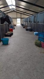 Stal Klootwijk stal vrij, Dieren en Toebehoren, Ridderkerk, Stal Klootwijk, 4 paarden of pony's of meer, Stal klootwijk