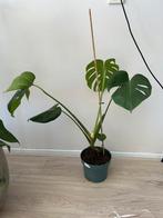 Monstera deliciosa, Overige soorten, Minder dan 100 cm, Halfschaduw, Ophalen