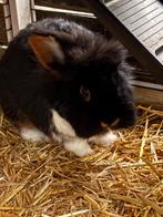 Goed tehuis gezocht voor lief konijntje met hok, Ophalen, Zo goed als nieuw, 90 cm of meer, Konijn