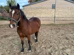 Welsh pony ruin, Dieren en Toebehoren, Pony's, Gechipt, Ruin, 3 tot 6 jaar, Onbeleerd