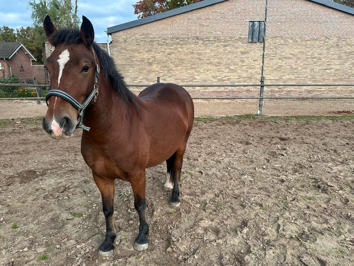 Welsh pony ruin, Dieren en Toebehoren, Pony's, Ruin, Onbeleerd, D pony (1.37m tot 1.48m), 3 tot 6 jaar, Gechipt, Ontwormd, Ingeënt