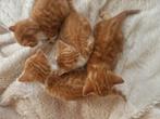 4 gezonde rode boerderij kittens., Dieren en Toebehoren, Katten en Kittens | Overige Katten, Meerdere dieren