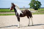Meerdere paarden en pony's wegens inkrimping, 0 tot 2 jaar, A pony (tot 1.17m), Gechipt, Onbeleerd