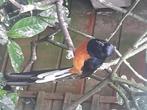 Schamalijster koppel 24, Dieren en Toebehoren, Meerdere dieren, Tropenvogel, Geringd