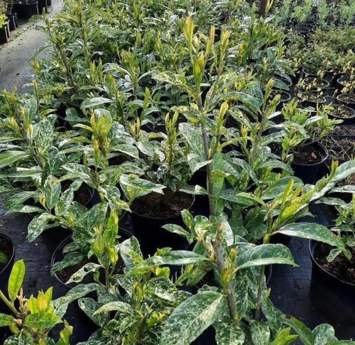 Prunus laurocerasus ‘Ivory’, Tuin en Terras, Planten | Struiken en Hagen, Haag, Laurier, 100 tot 250 cm, Ophalen