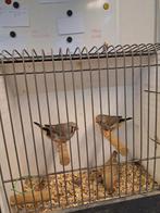 Zebravinken, Dieren en Toebehoren, Vogels | Overige Vogels, Meerdere dieren, Tropenvogel, Geringd