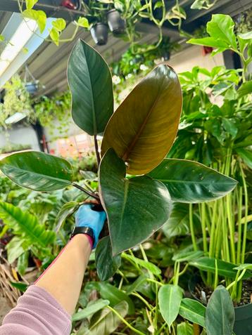 Philodendron Red Beauty - P12 beschikbaar voor biedingen